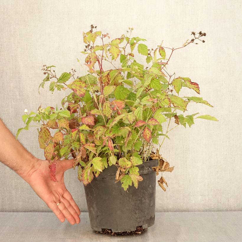 Esemplare di Rovo bluastro - Rubus caesius Vaso da 4L/5L, Multifusto consegnato in estate