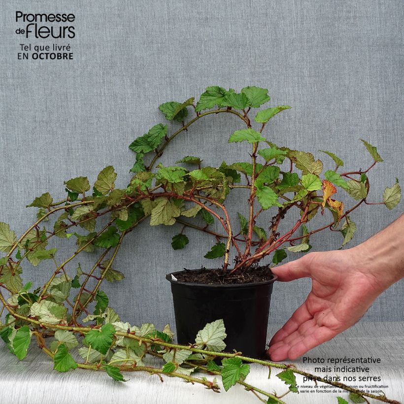 Esemplare di Rubus tricolor - Rovo ornamentale Vaso da 1L/1,5L come consegnato in autunno
