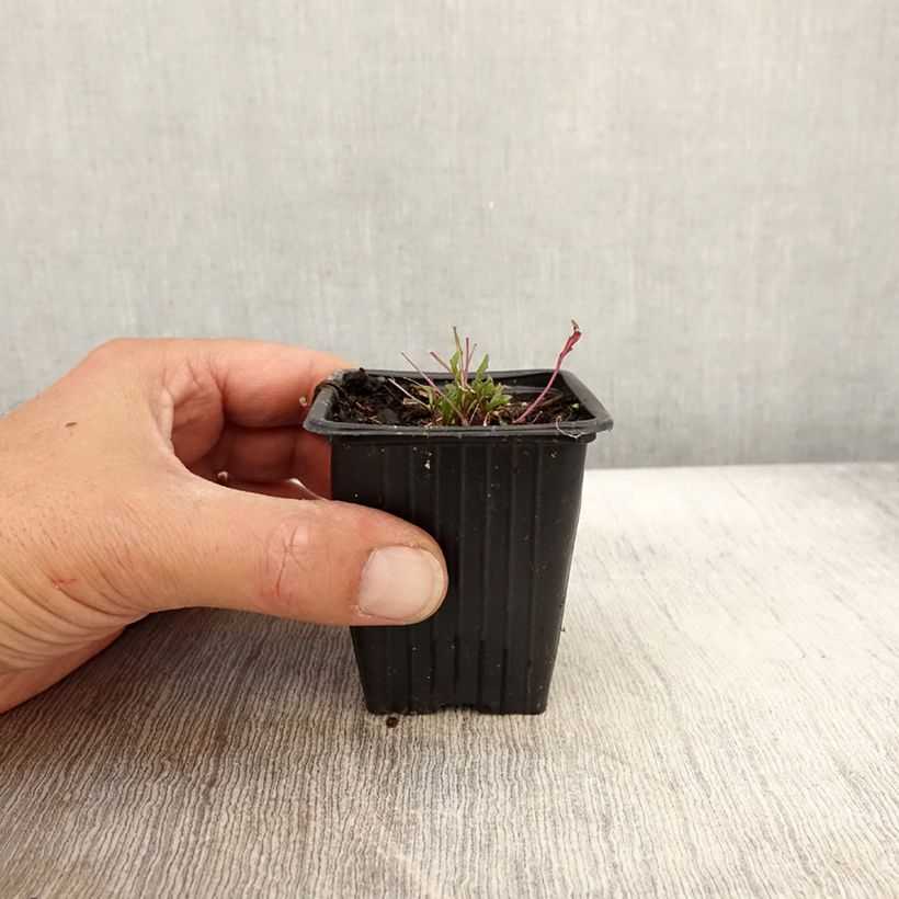 Esemplare di Rucola violacea Bio Vasetto da 8/9 cm come consegnato in autunno