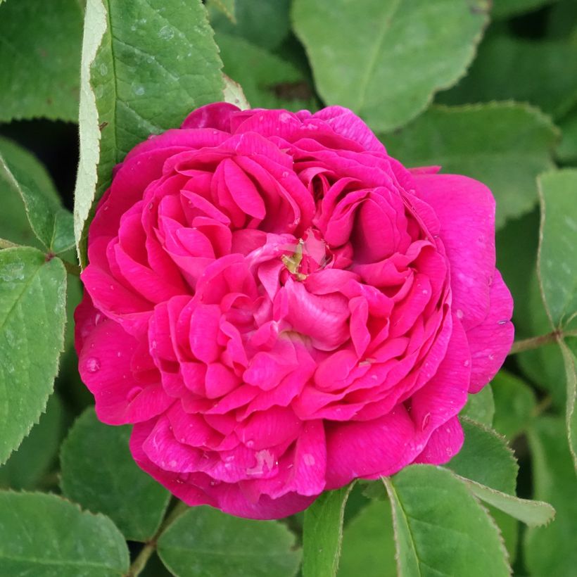 Rosa antica Rose de Rescht (Fioritura)