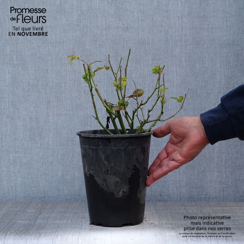 Esemplare di Rosa polyantha Golden Border Vaso da 3L/4L come consegnato in autunno