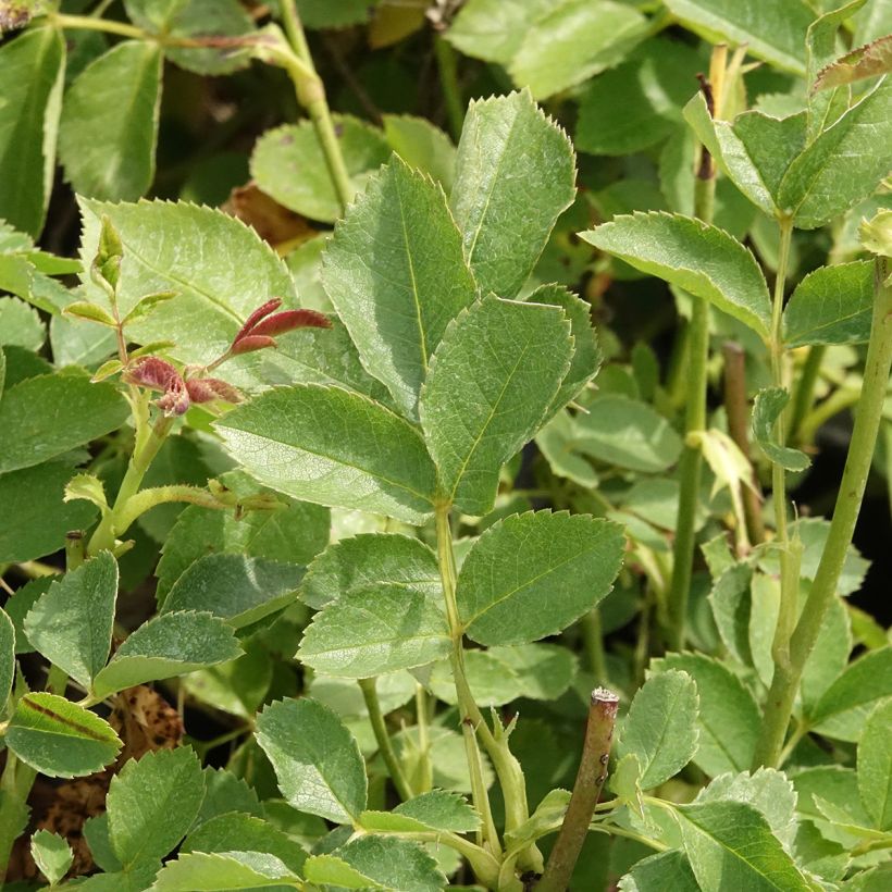 Rosa polyantha Golden Border (Fogliame)