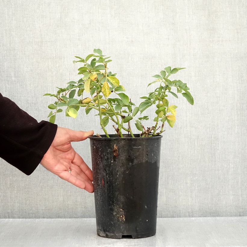 Esemplare di Rosa polyantha Kosmos Vaso da 4L/5L come consegnato in autunno