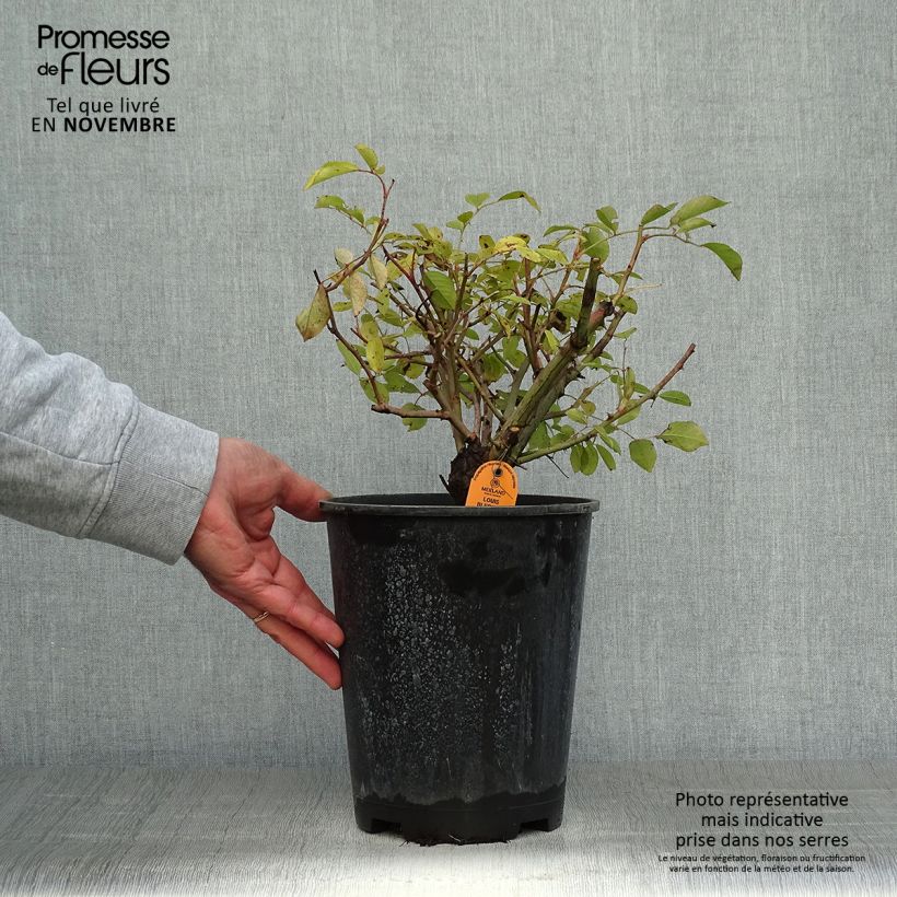 Esemplare di Rosa polyantha Louis Blériot Vaso da 4L/5L come consegnato in autunno