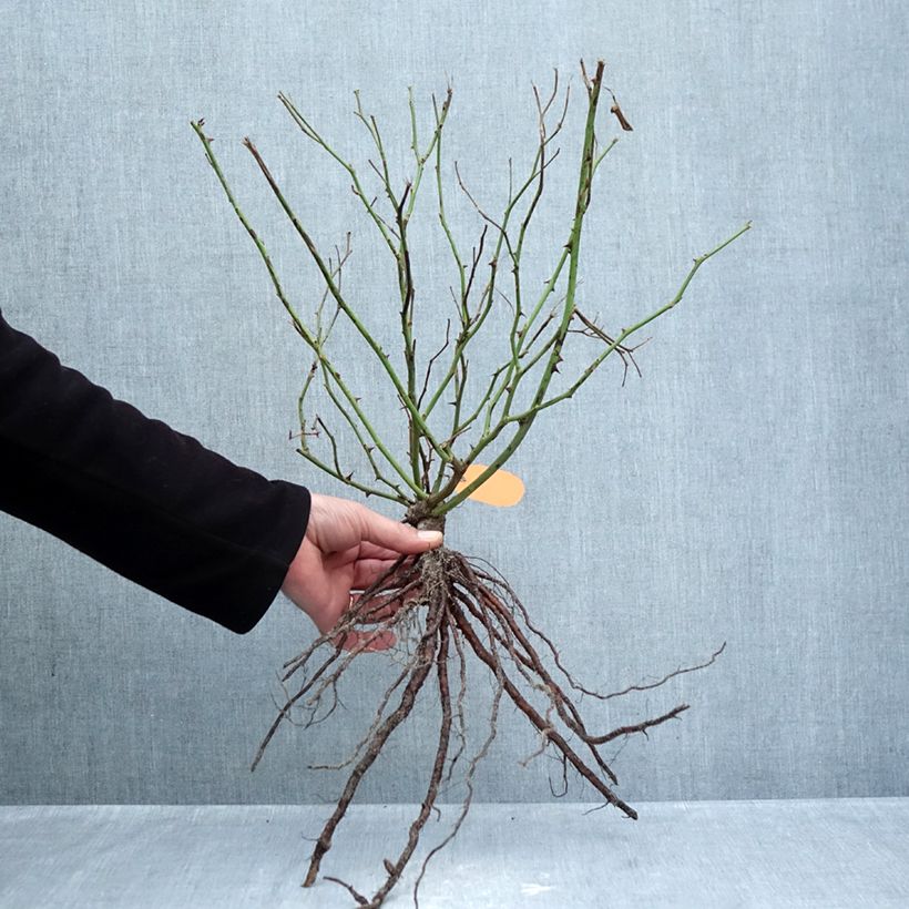 Rosa polyantha Louis Blériot Piante piccole a radice nuda esemplare consegnato in inverno