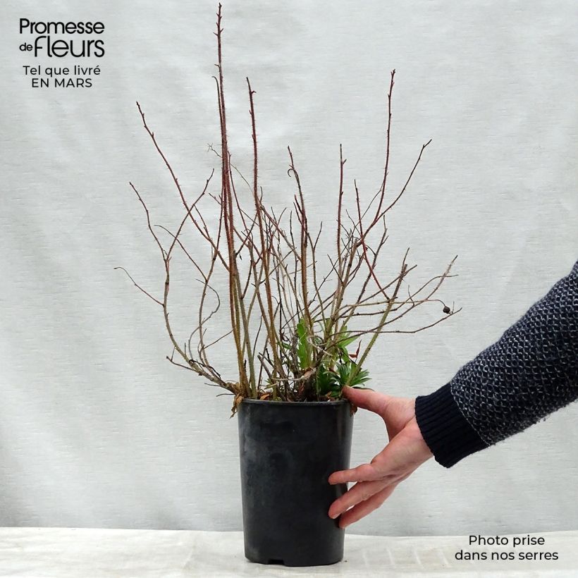 Rosa nitida - Rosa botanico Vaso da 2L/3L esemplare consegnato in inverno