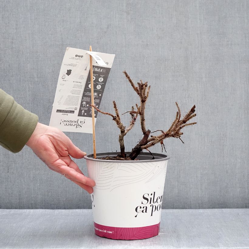 Rosa rugosa Angelia Pink Vaso da 4L/5L esemplare consegnato in inverno