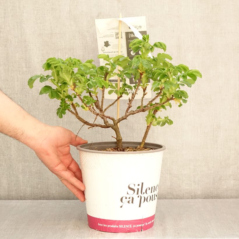 Rosa rugosa Angelia Pink Vaso da 4L/5L esemplare consegnato in primavera