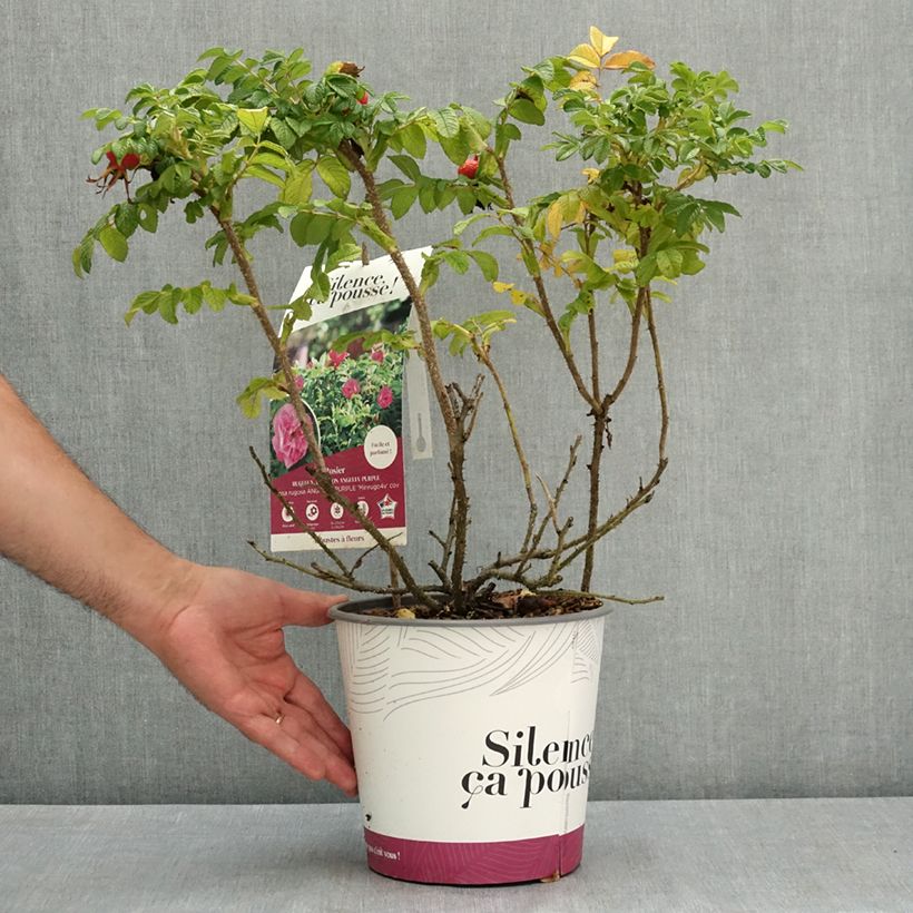 Esemplare di Rosa rugosa Angelia Purple Vaso da 4L/5L consegnato in estate