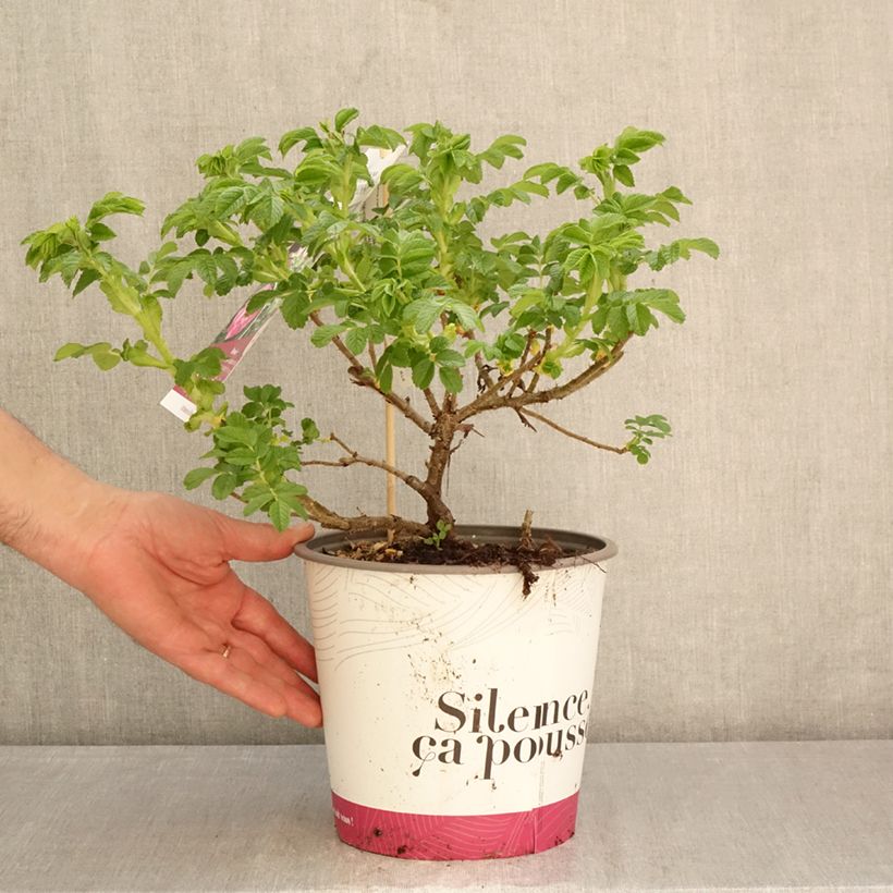 Rosa rugosa Angelia Purple Vaso da 4L/5L esemplare consegnato in primavera
