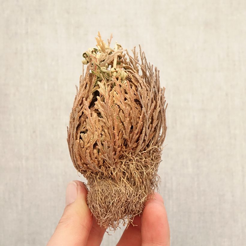 Selaginella lepidophylla - Pianta della resurrezione Piante piccole a radice nuda esemplare consegnato in inverno