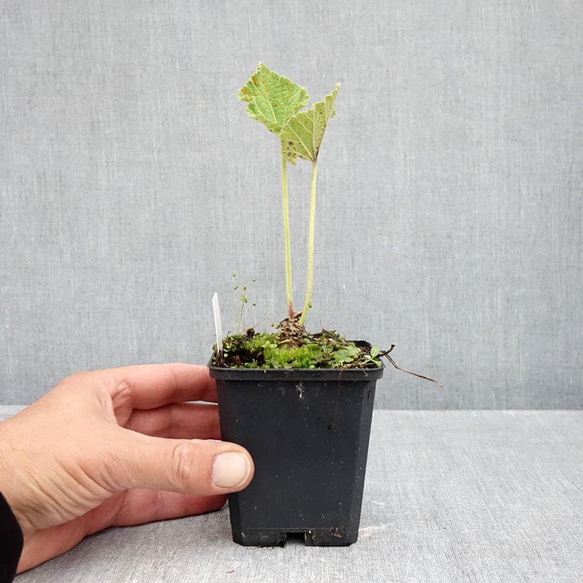 Esemplare di Alcea rosea Chater's Double Yellow - Malvarosa Vasetto da 7/8 cm come consegnato in autunno