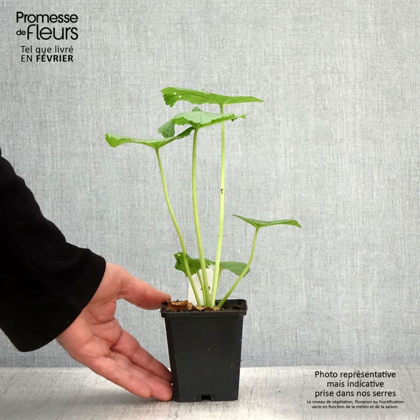 Alcea rosea Chater's Double Violet - Malvarosa Vasetto da 8/9 cm esemplare consegnato in inverno