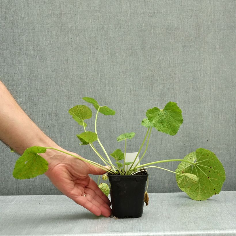Esemplare di Alcea rosea Mars Magic - Malvarosa Vasetto da 8/9 cm come consegnato in autunno