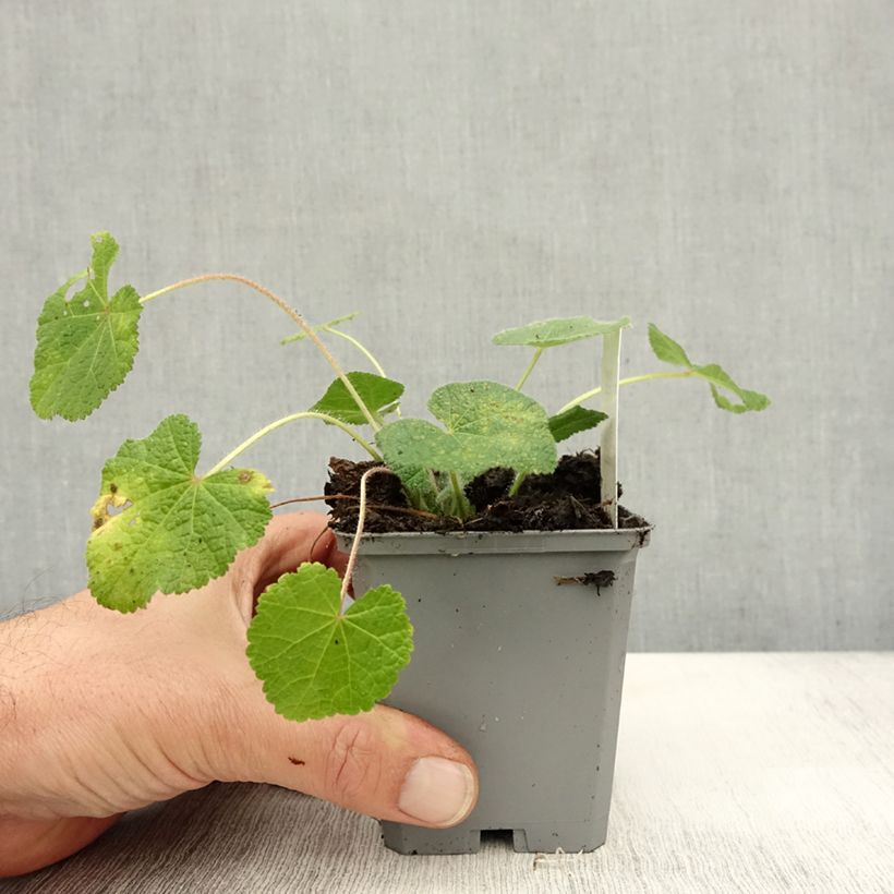Esemplare di Alcea rugosa - Malvarosa Vasetto da 8/9 cm come consegnato in autunno