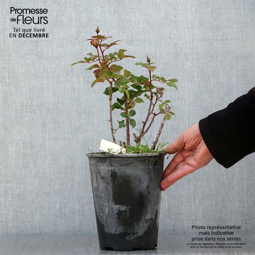 Esemplare di Rosa polyantha Abbatiale de Pontigny Ora 922 Vaso da 4L/5L come consegnato in autunno