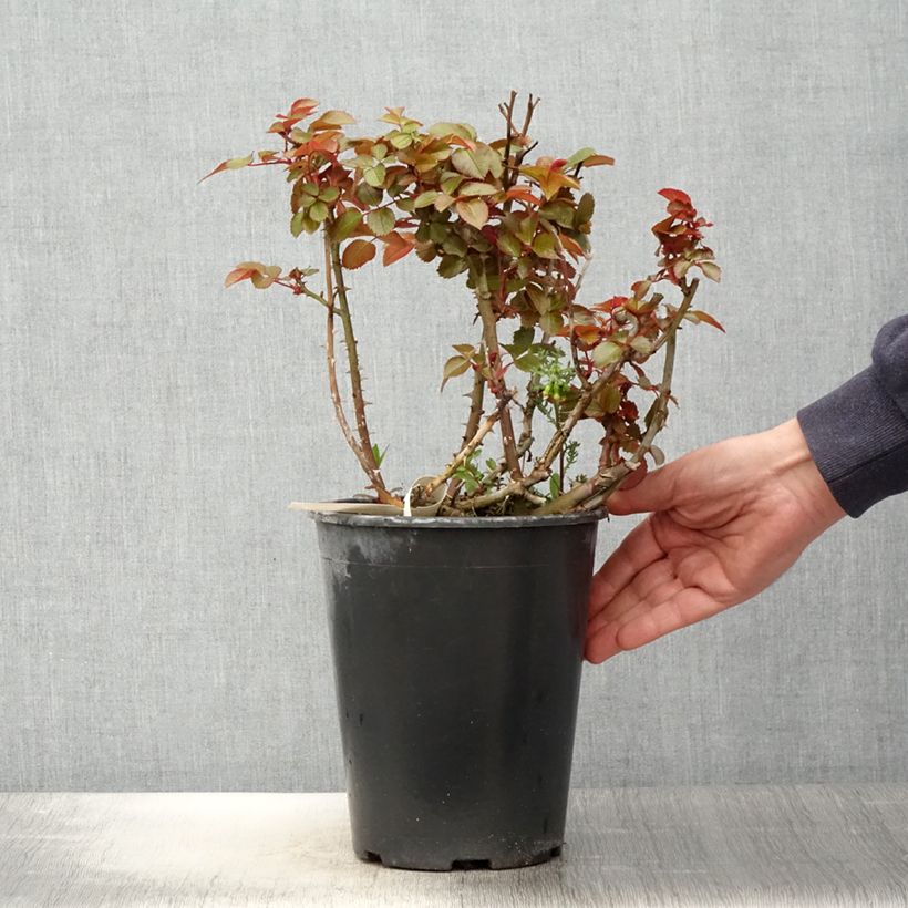 Rosa polyantha Abbatiale de Pontigny Ora 922 Vaso da 4L/5L esemplare consegnato in primavera