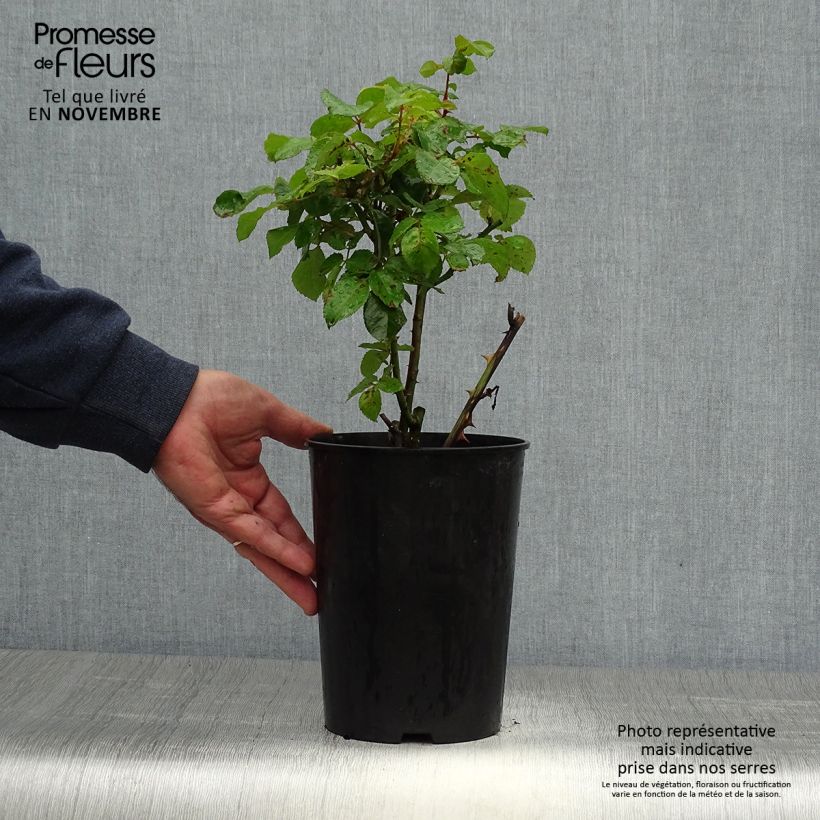 Esemplare di Rosa polyantha Abracadabra Vaso da 3L/4L come consegnato in autunno
