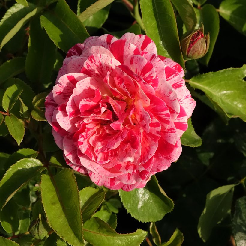 Rosa polyantha Abracadabra (Fioritura)