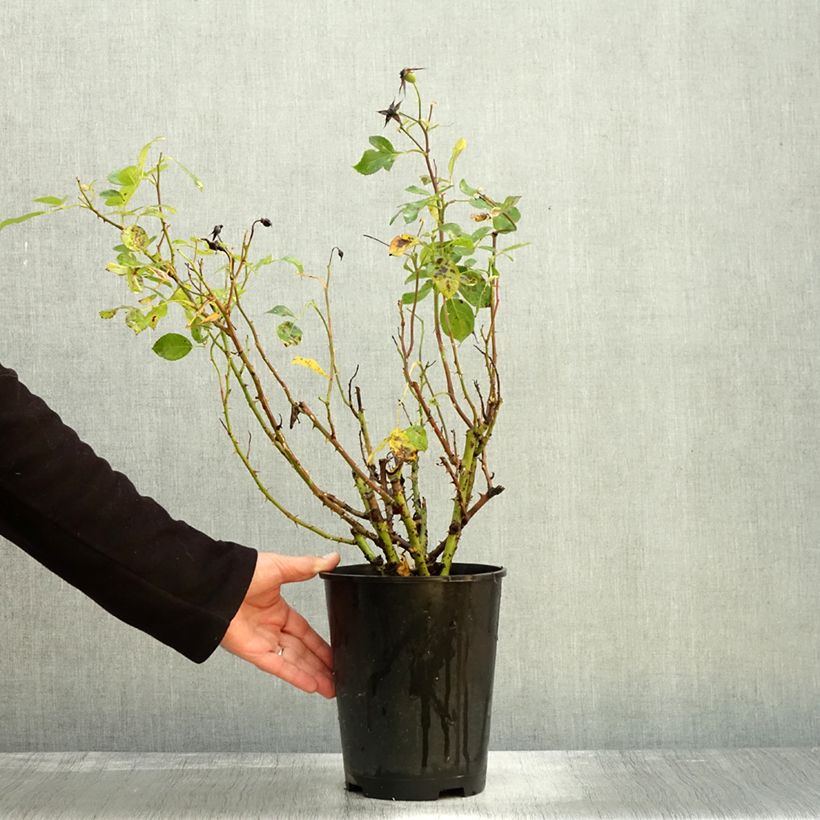 Esemplare di Rosa polyantha Alain Vaso da 4L/5L come consegnato in autunno