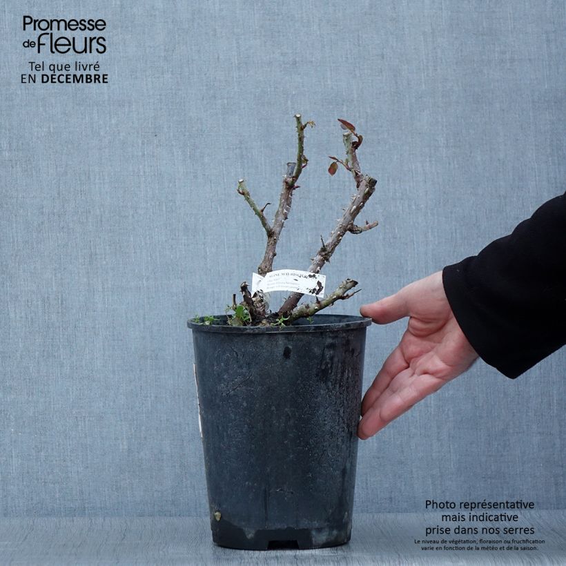 Esemplare di Rosa polyantha Aline Mayrisch Rose Vaso da 4L/5L come consegnato in autunno