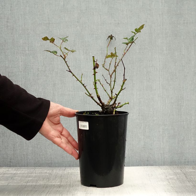 Esemplare di Rosa polyantha Amber Queen Vaso da 2L/3L come consegnato in autunno