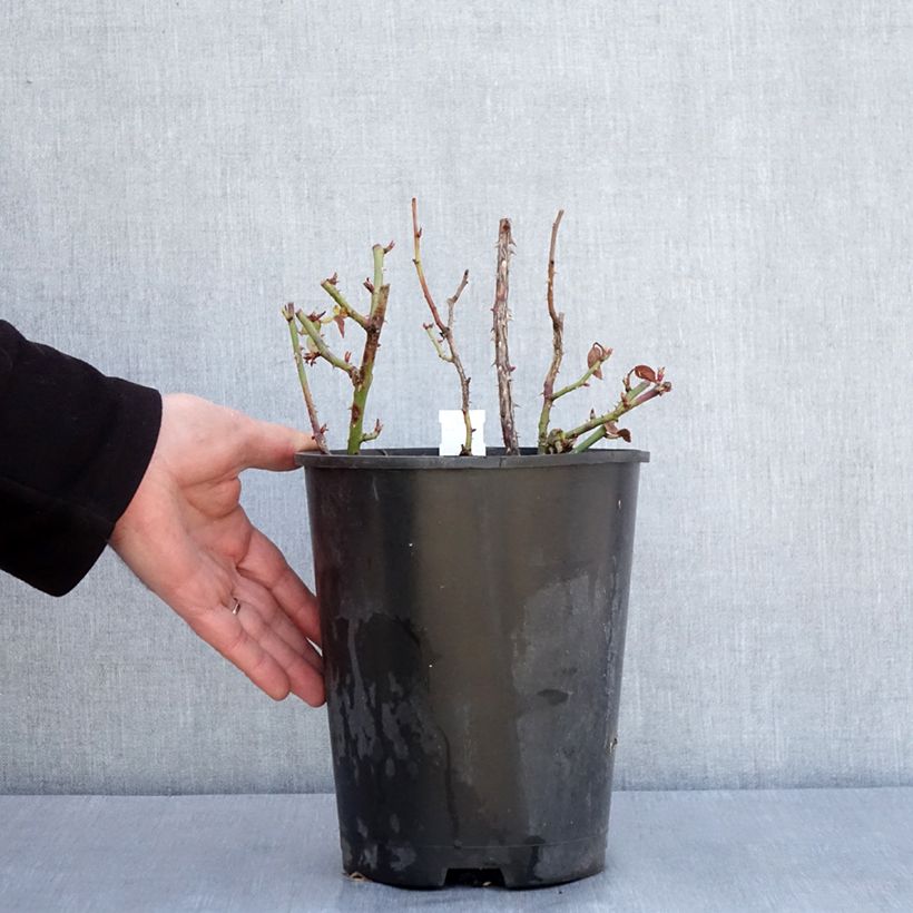 Rosa polyantha Anny Duperey Vaso da 4L/5L esemplare consegnato in inverno