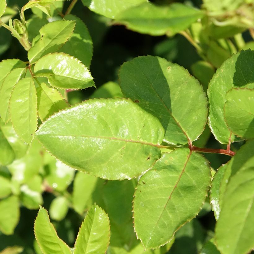 Rosa polyantha Anny Duperey (Fogliame)