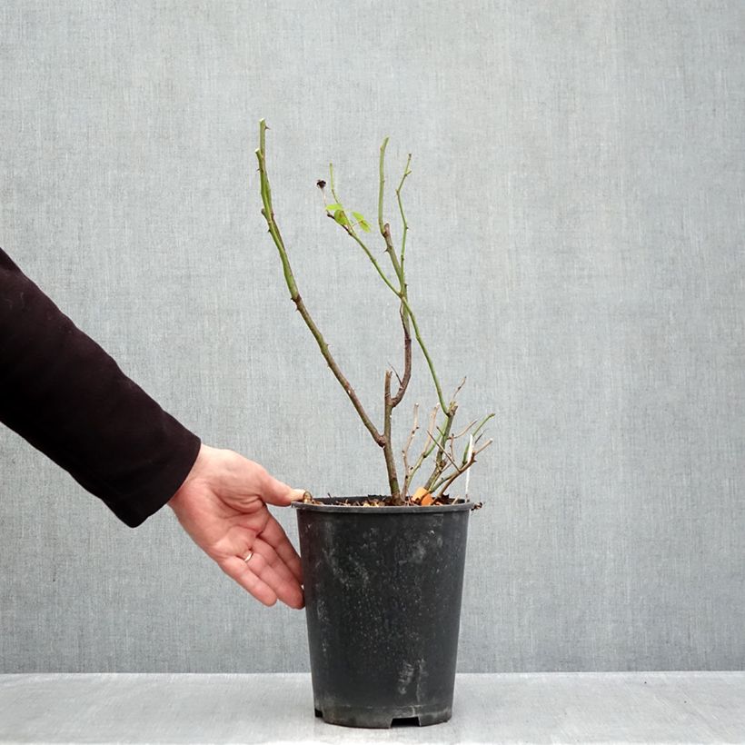 Esemplare di Rosa polyantha Anny Duperey Vaso da 4L/5L come consegnato in autunno