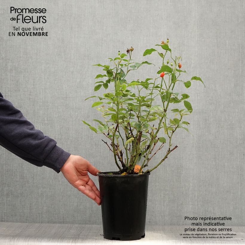 Esemplare di Rosa polyantha Astronomia Meillandécor Vaso da 4L/5L come consegnato in autunno