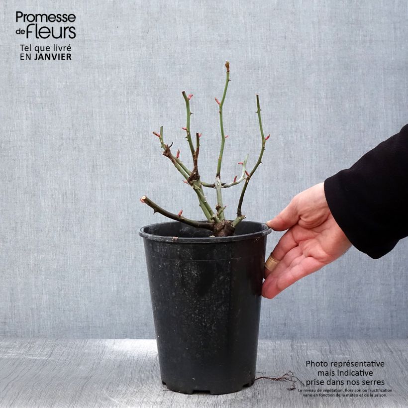 Rosa polyantha Astronomia Meillandécor Vaso da 4L/5L esemplare consegnato in inverno