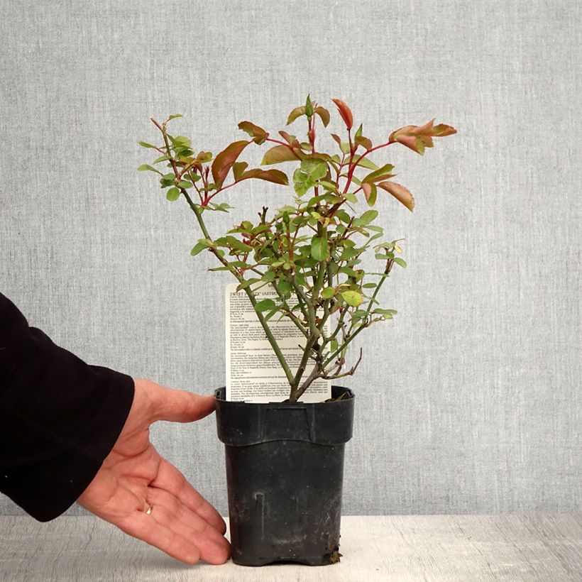 Rosa polyantha Astronomia Meillandécor Vaso da Ø 10 cm/11 cm esemplare consegnato in primavera