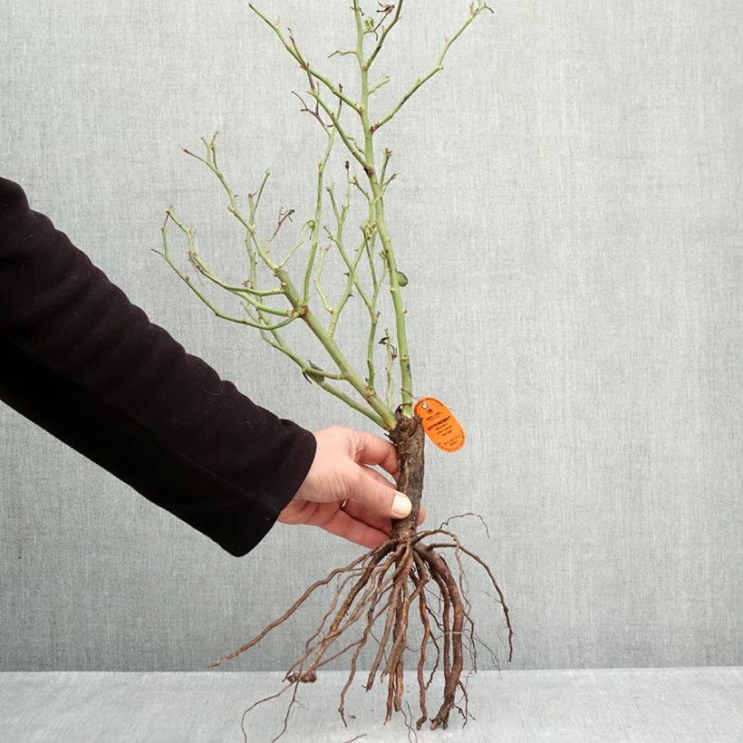 Rosa polyantha Astronomia Meillandécor Piante piccole a radice nuda esemplare consegnato in inverno