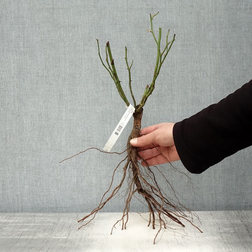 Rosa moderno Bentheimer Gold Piante piccole a radice nuda esemplare consegnato in inverno