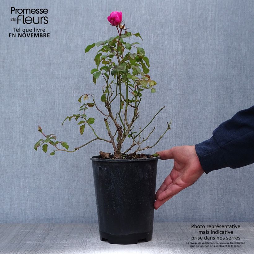 Esemplare di Rosa polyantha Berleburg Vaso da 3L/4L come consegnato in autunno