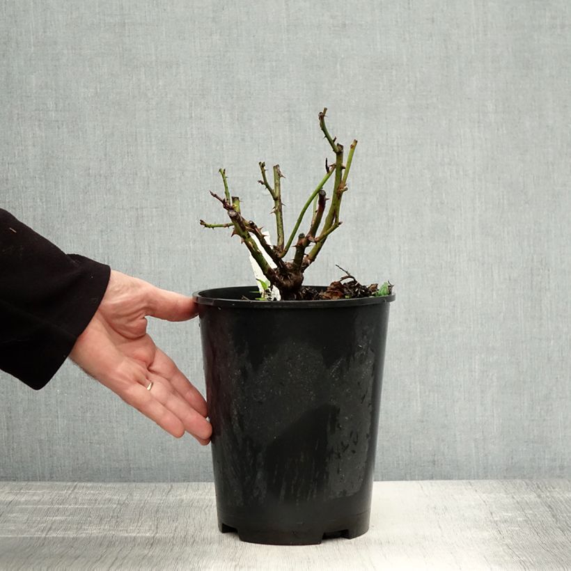 Esemplare di Rosa polyantha Bernstein Rose Taneitber Vaso da 2L/3L come consegnato in autunno