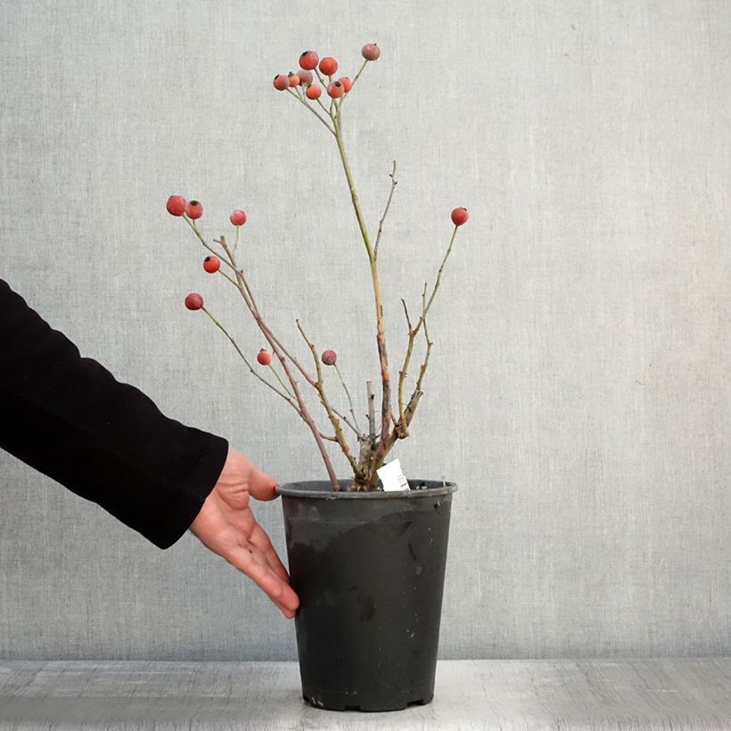 Rosa Floribunda Bluebell Vaso da 4L/5L esemplare consegnato in inverno