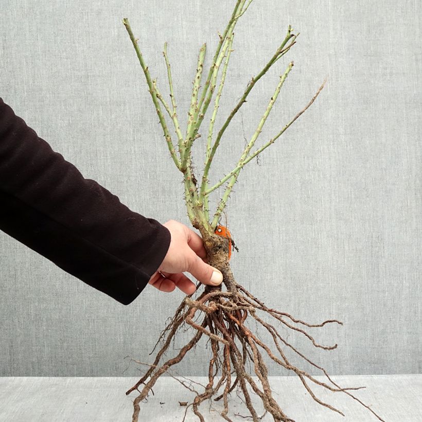 Rosa Floribunda Bluebell Piante piccole a radice nuda esemplare consegnato in inverno