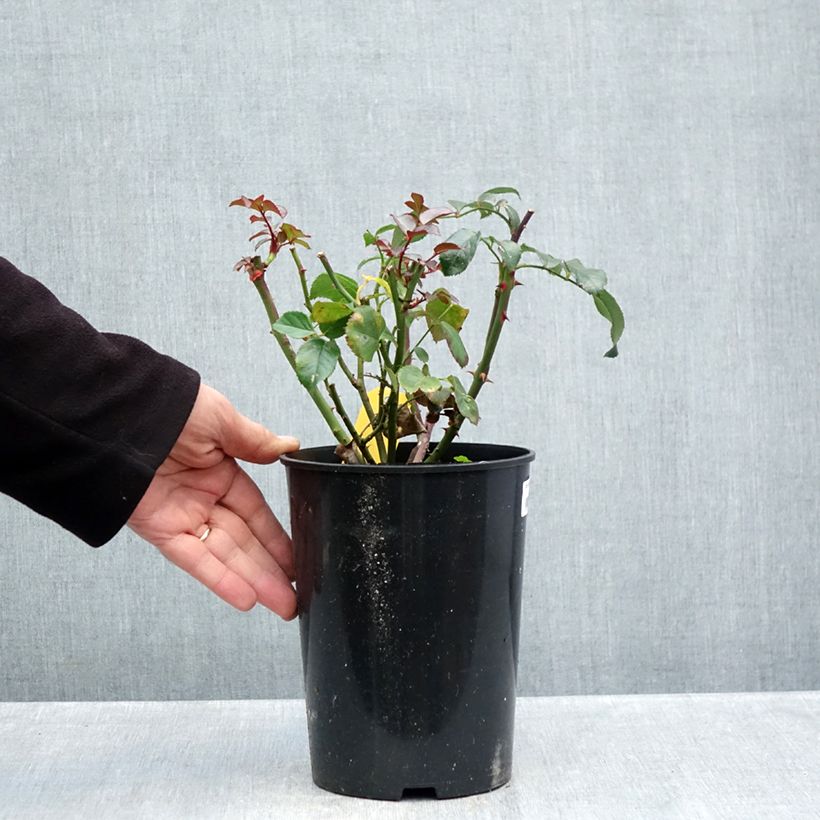 Esemplare di Rosa polyantha Bordeaux 'Korelamba' Vaso da 4L/5L come consegnato in autunno