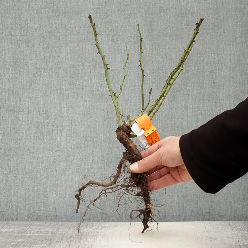 Rosa Floribunda Botticelli Piante piccole a radice nuda esemplare consegnato in inverno