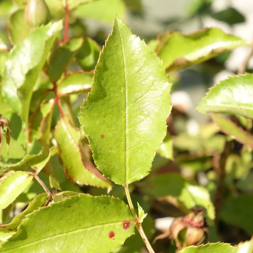 Rosa Floribunda Botticelli (Fogliame)