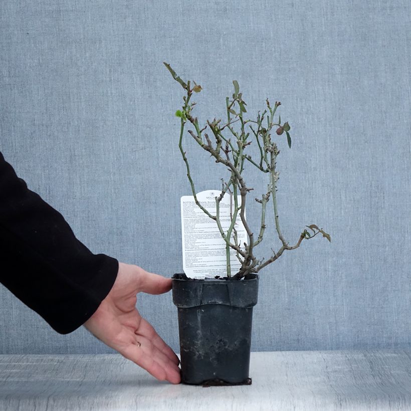 Rosa Floribunda Botticelli Vaso da Ø 10 cm/11 cm esemplare consegnato in inverno