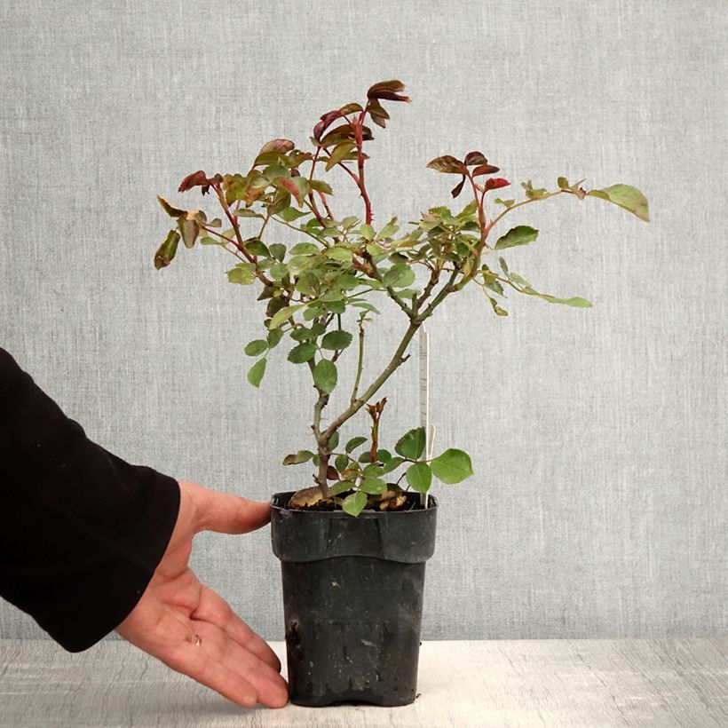 Rosa Floribunda Botticelli Vaso da Ø 10 cm/11 cm esemplare consegnato in primavera