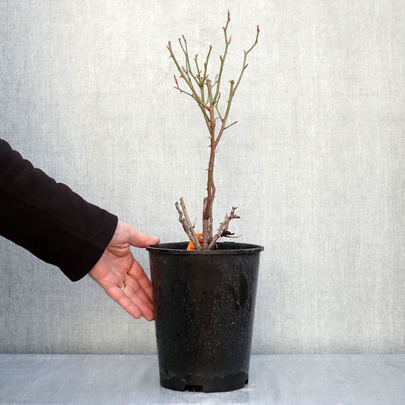 Rosa Floribunda Botticelli Vaso da 4L/5L esemplare consegnato in inverno