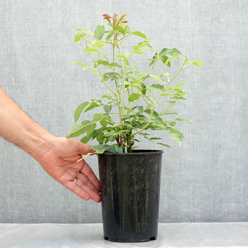 Esemplare di Rosa Floribunda Burgundy Ice Vaso da 2L/3L consegnato in estate