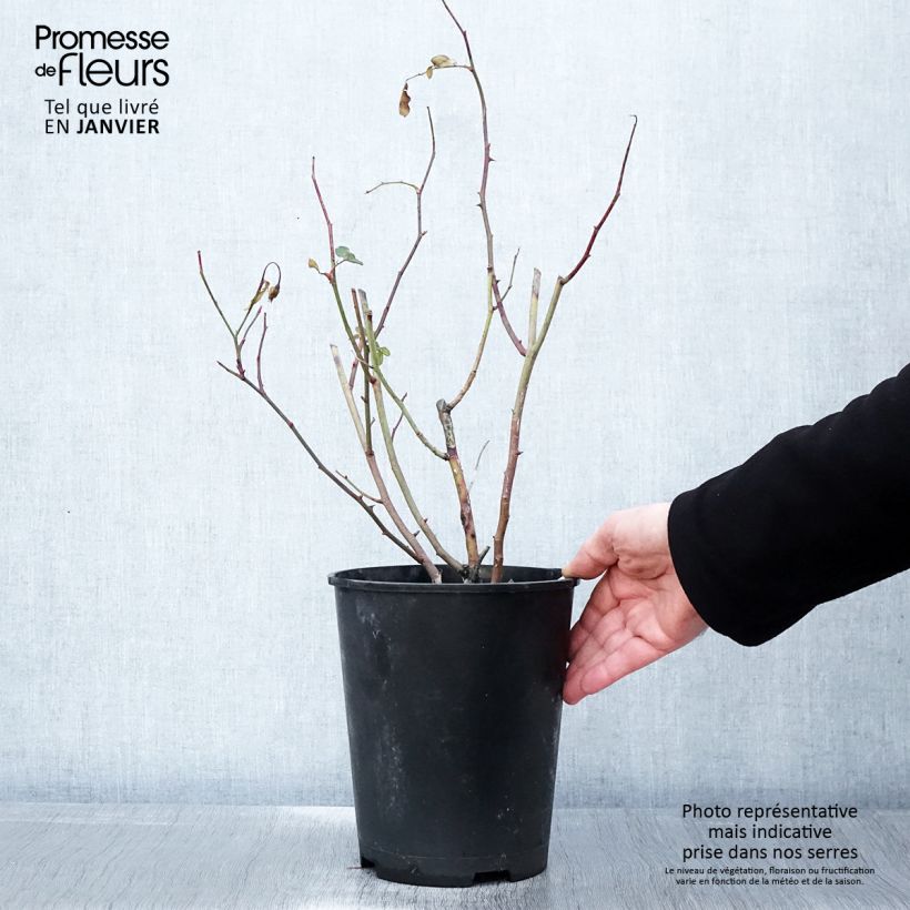 Rosa polyantha Caroline's Heart Vaso da 4L/5L esemplare consegnato in inverno
