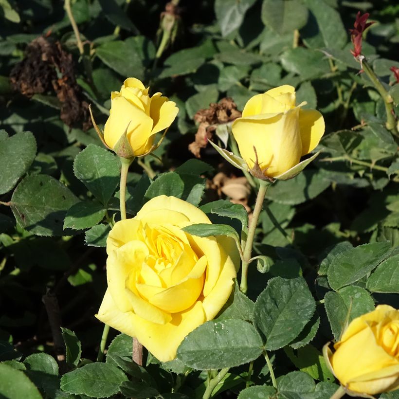 Rosa Floribunda Carte d'Or (Fioritura)