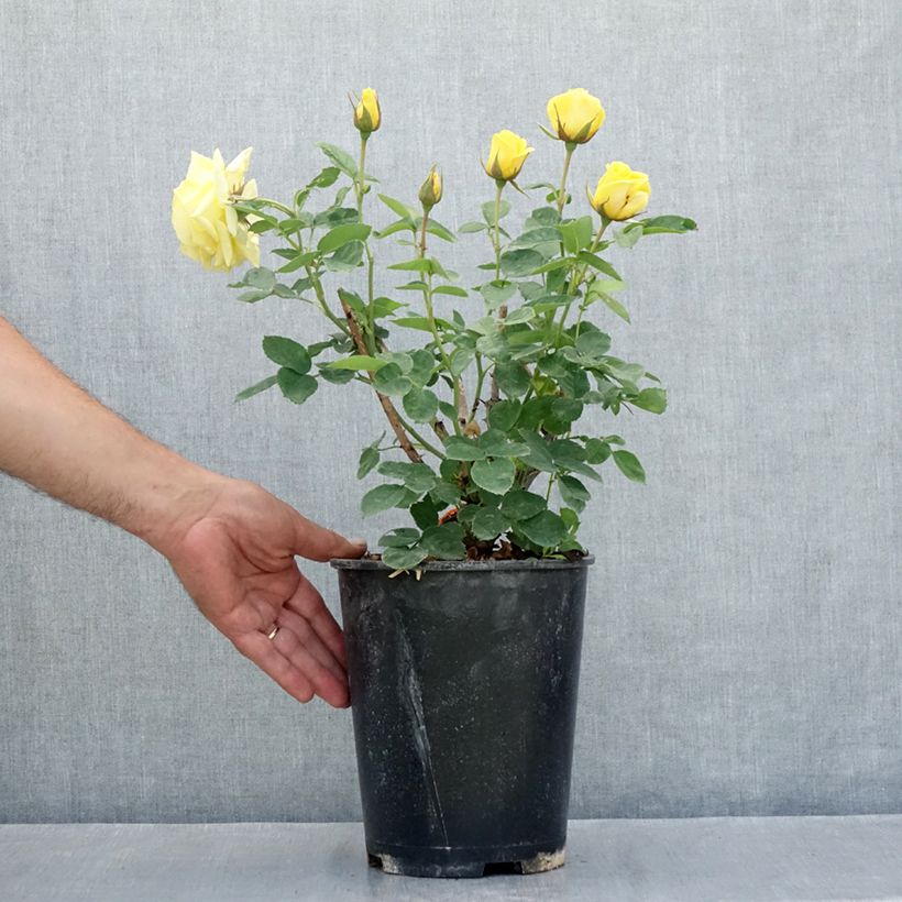 Esemplare di Rosa Floribunda Carte d'Or Vaso da 4L/5L consegnato in estate