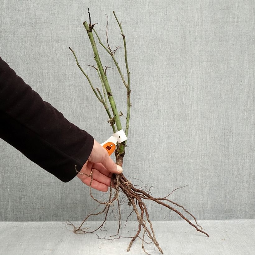 Rosa Floribunda Carte d'Or Piante piccole a radice nuda esemplare consegnato in inverno