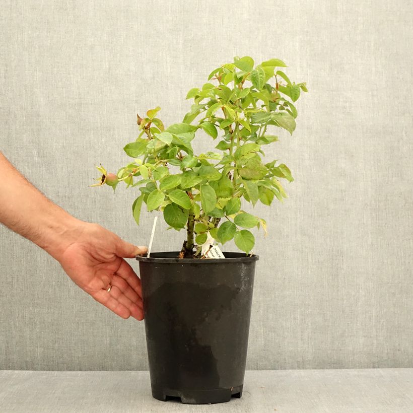 Esemplare di Rosa floribunda Chalon en Bourgogne Vaso da 4L/5L consegnato in estate